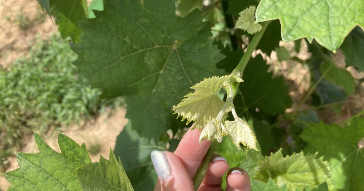 ブドウを育てることになりました。