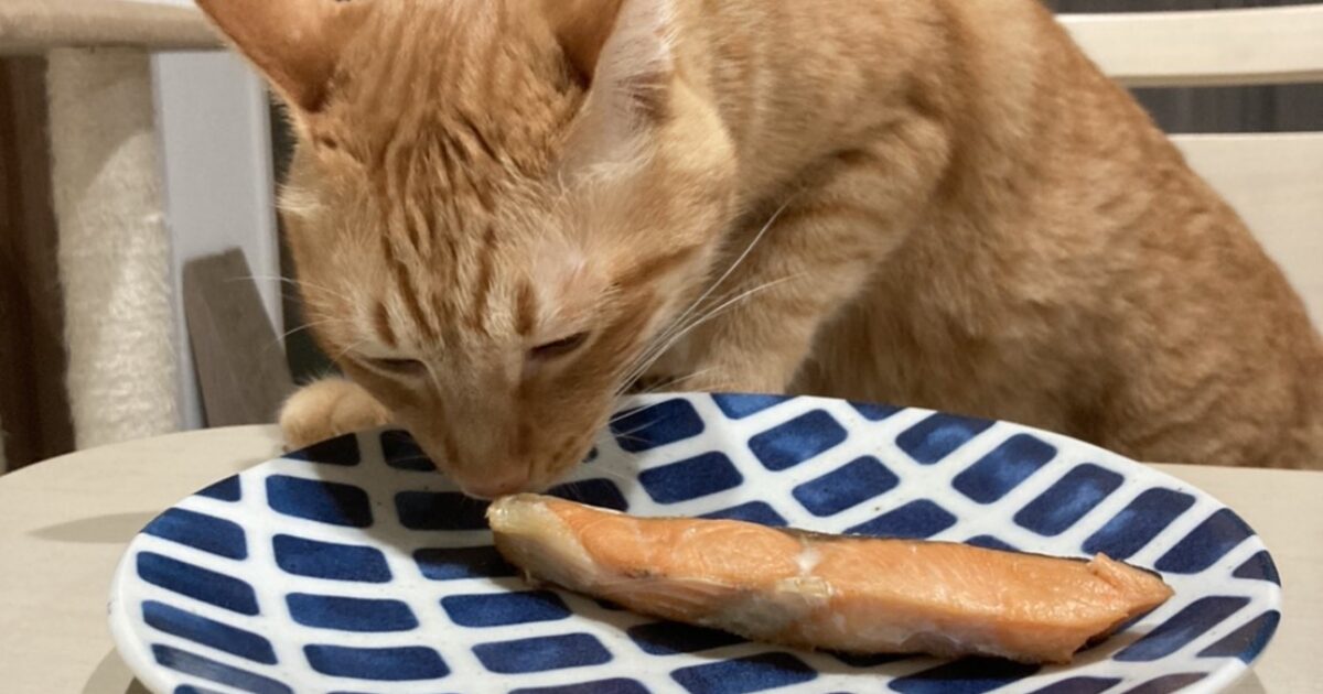 クインニーナは人気です