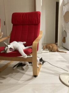 投稿についてもっと詳しく 蒸散が間に合わないと葉が枯れる？