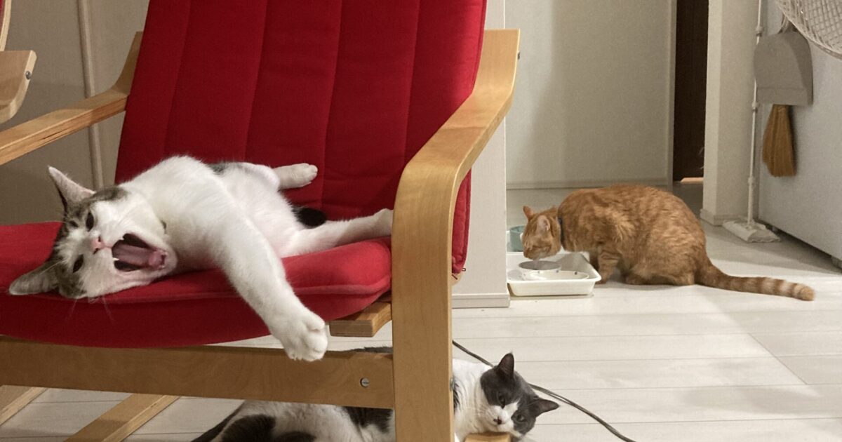 蒸散が間に合わないと葉が枯れる？