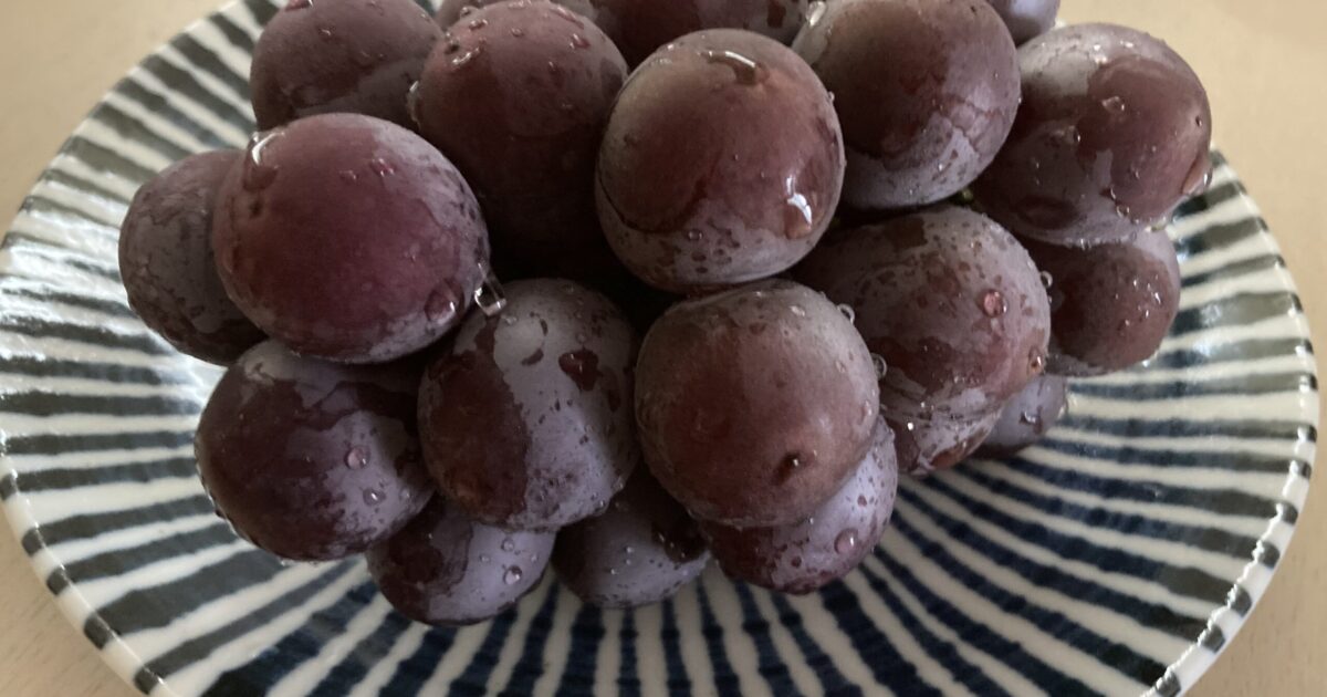 害獣？の足跡発見🐾