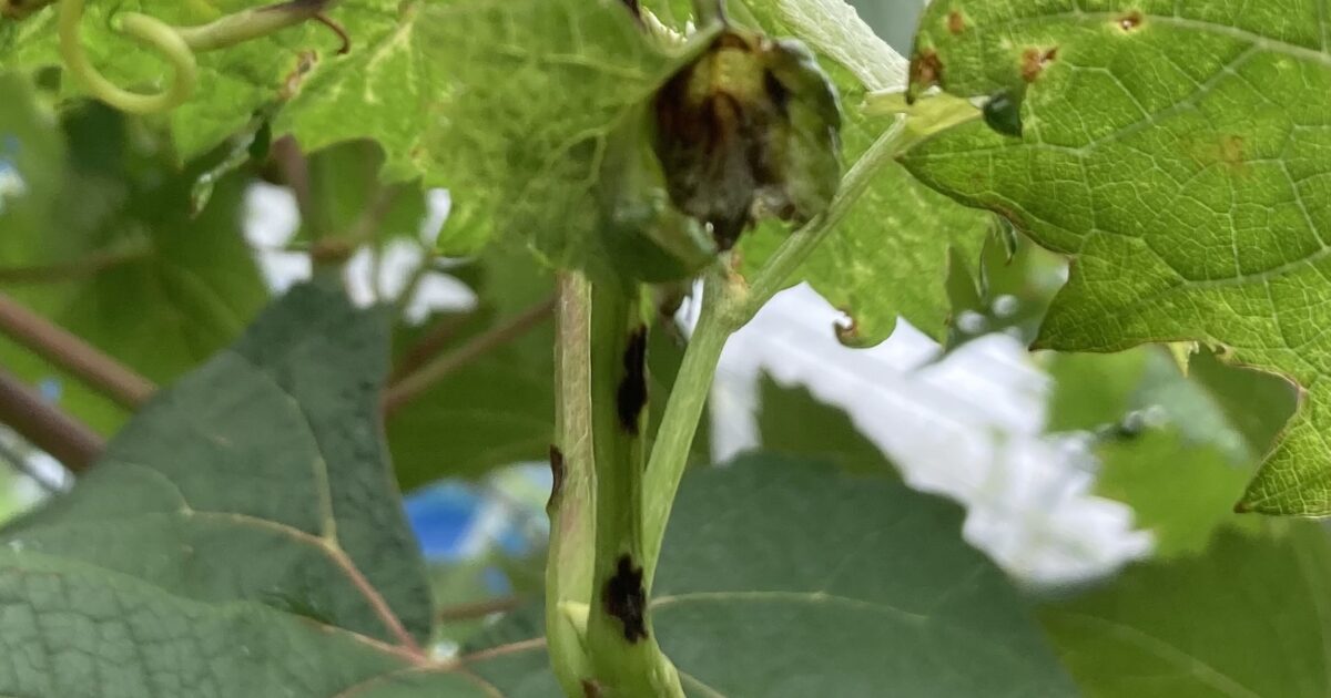 黒とう病が出てしまいました