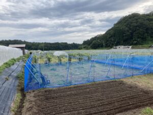 投稿についてもっと詳しく 新梢が出て来なくなりました