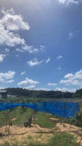 投稿についてもっと詳しく 果物は収穫までの時間がかかるもの