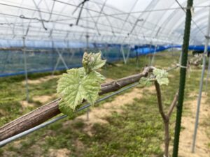 投稿についてもっと詳しく 今年も始まりました！