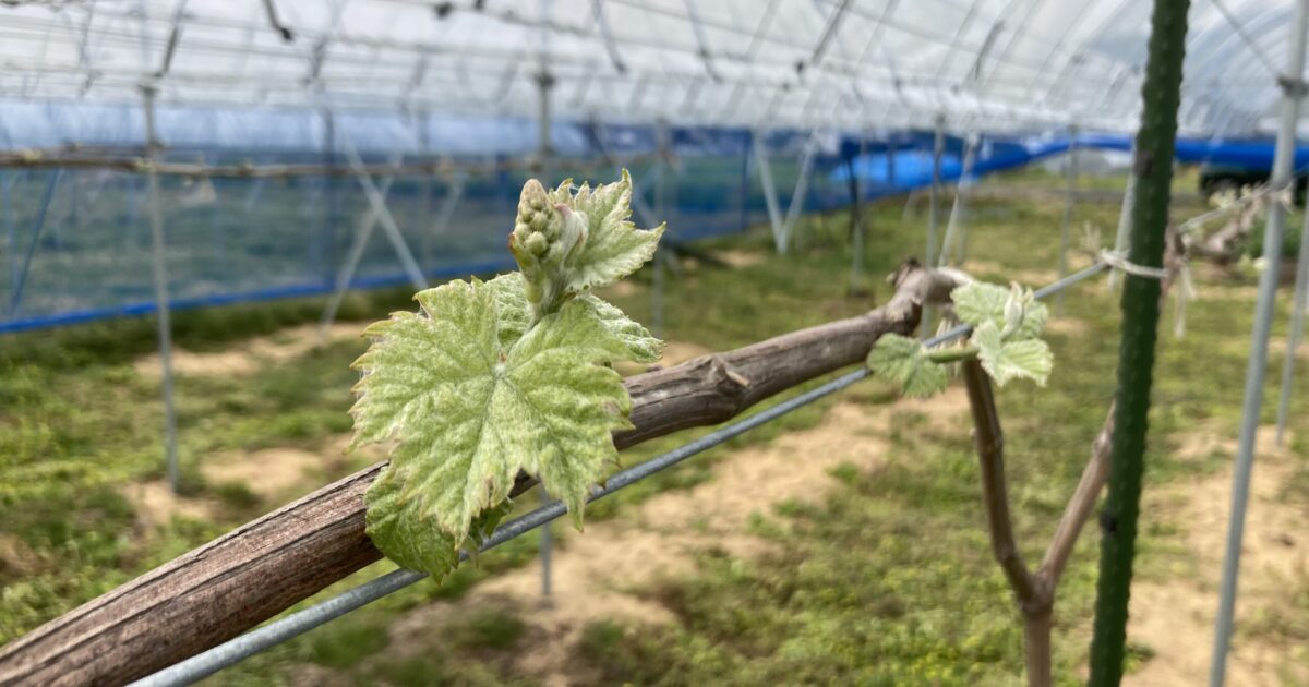 今年も始まりました！