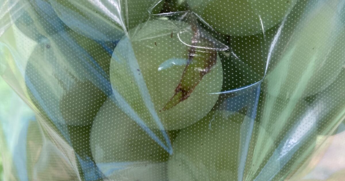 クインニーナの裂果⁈