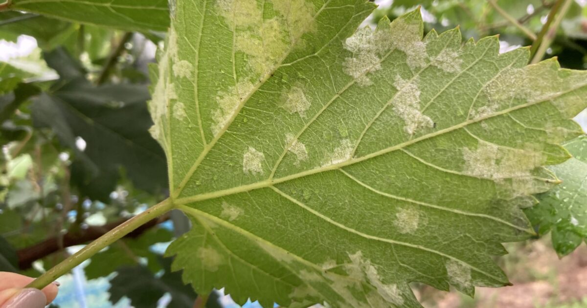 べと病が出てしまいました