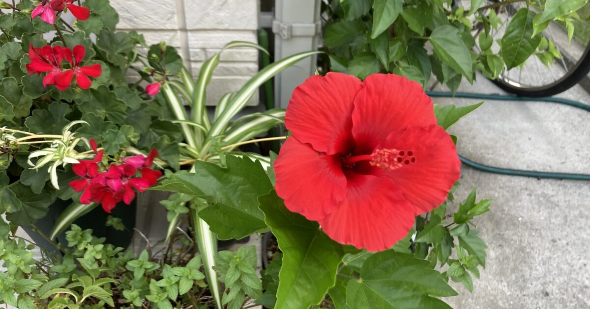 夏はハイビスカス