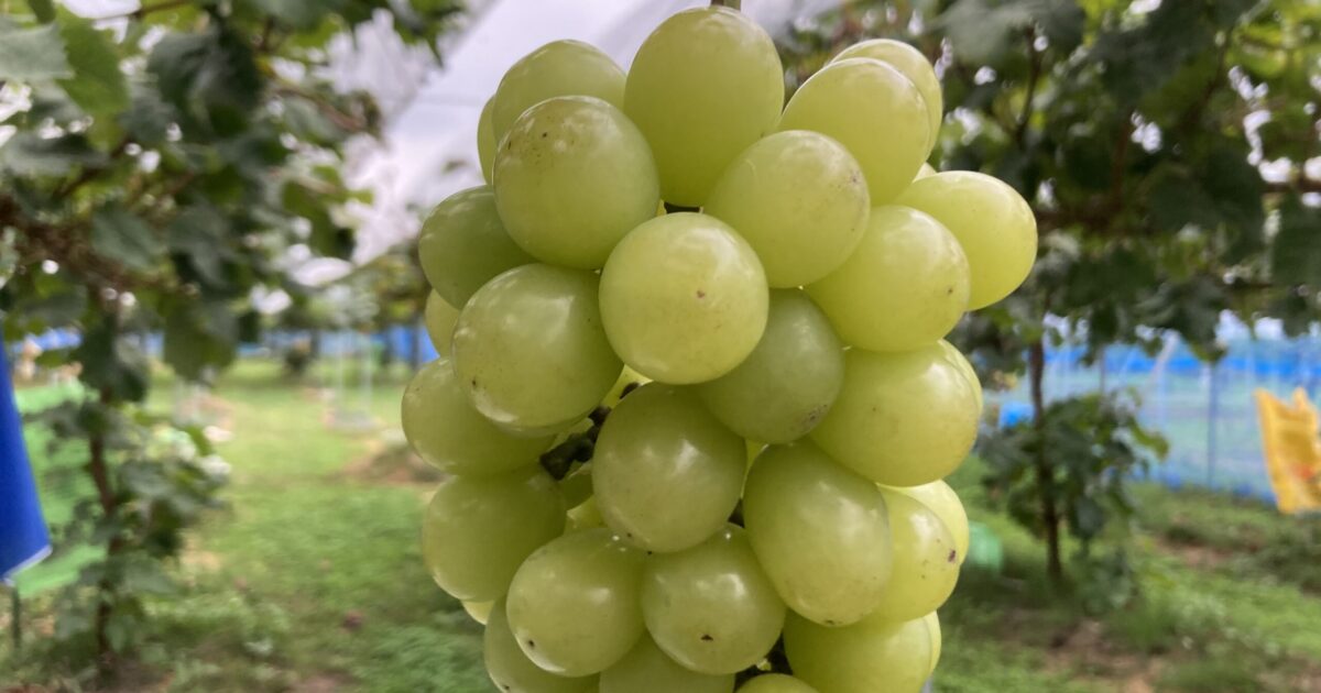 今年最後のシャインマスカット