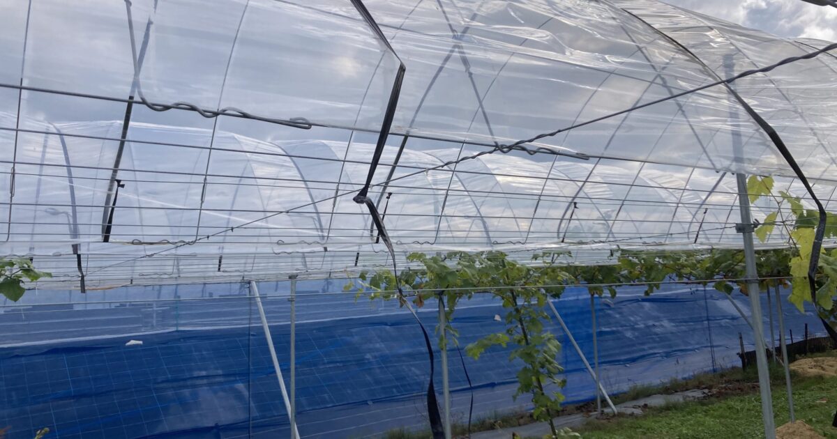 ビニールを外しました