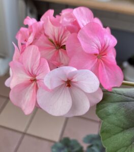 投稿についてもっと詳しく ホワイトtoローズ