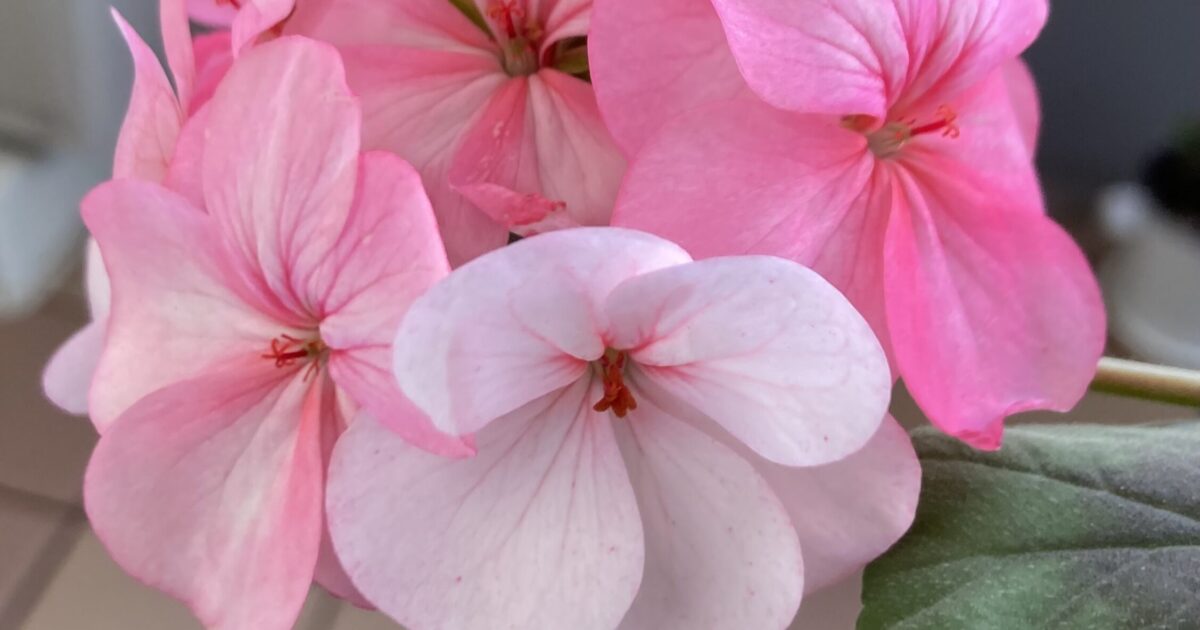 ホワイトtoローズ