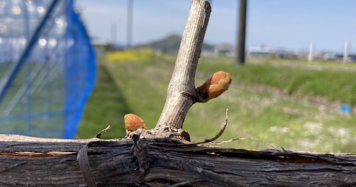 山葡萄の芽が膨らんできました
