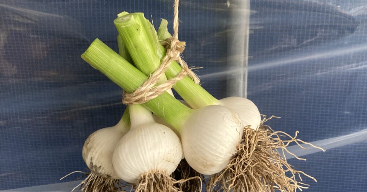 ニンニクの保存方法とは