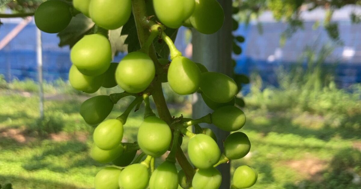 摘粒の夢をみる