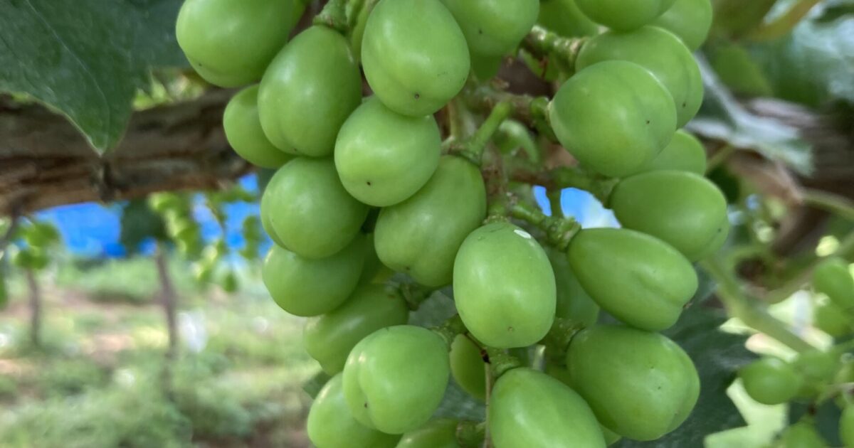 早起きになりました