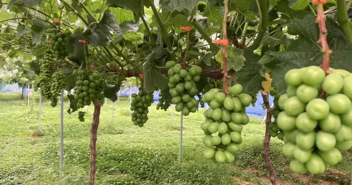 袋かける前の様子