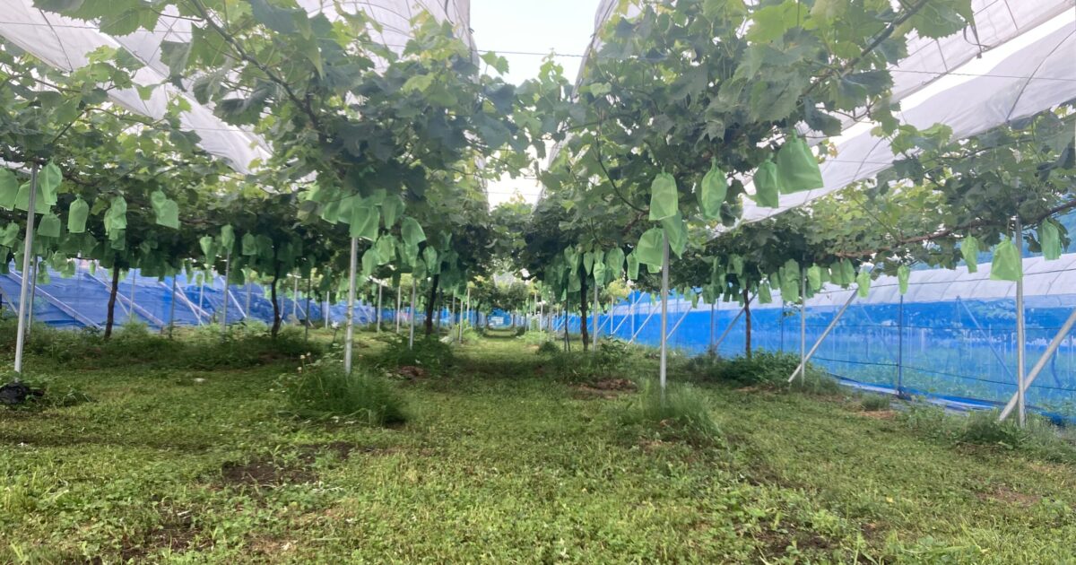 水回り期を待ちます