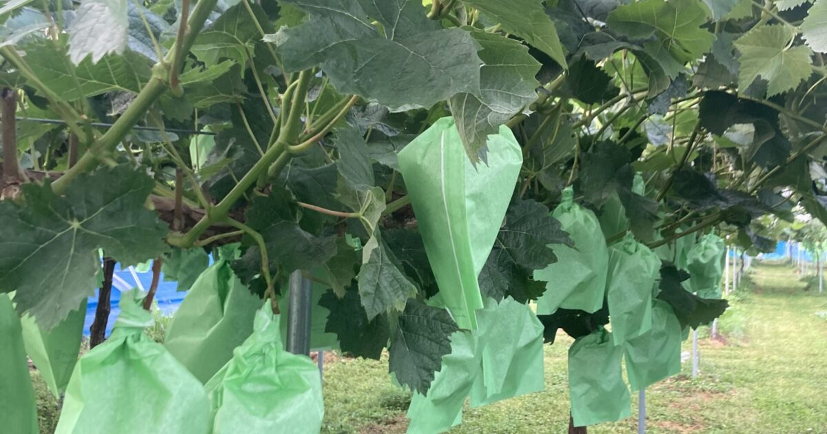 袋かけが終わりました