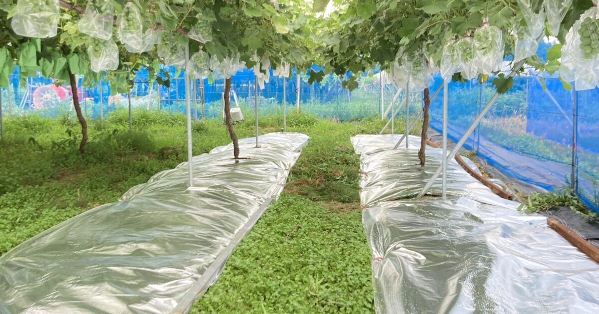 反射シートを敷きました