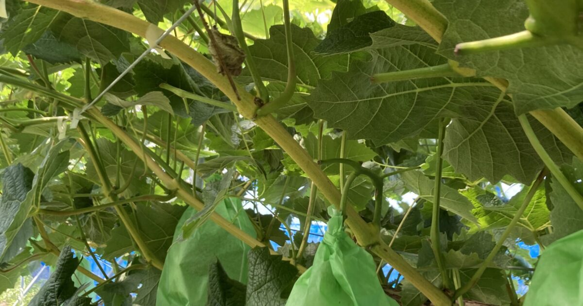 枝が登熟してきました