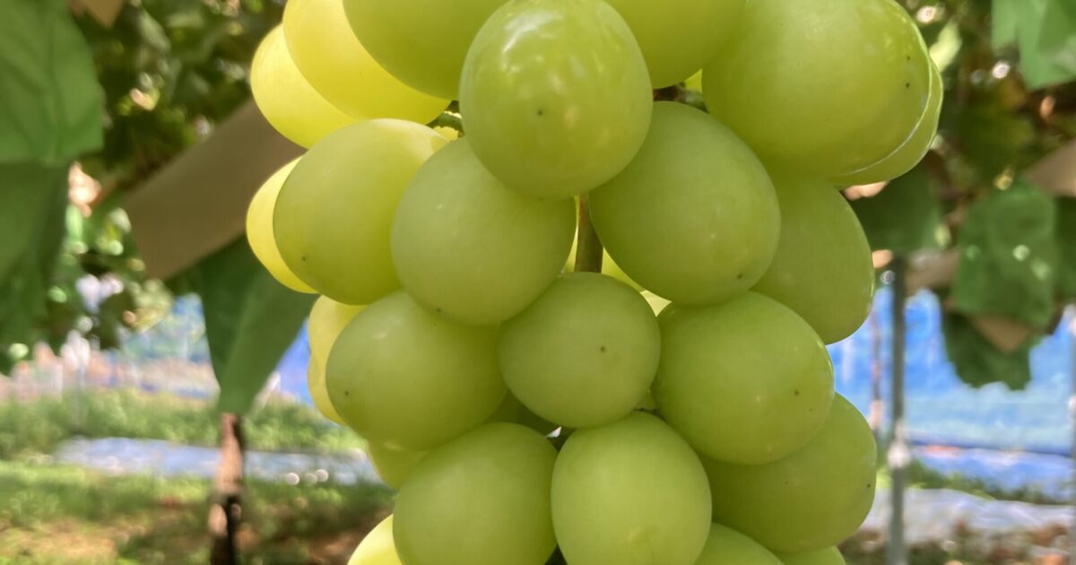 お盆のシャイン