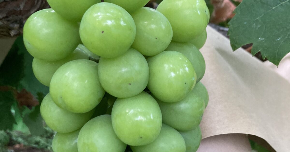 シャインマスカット大福に加工されます