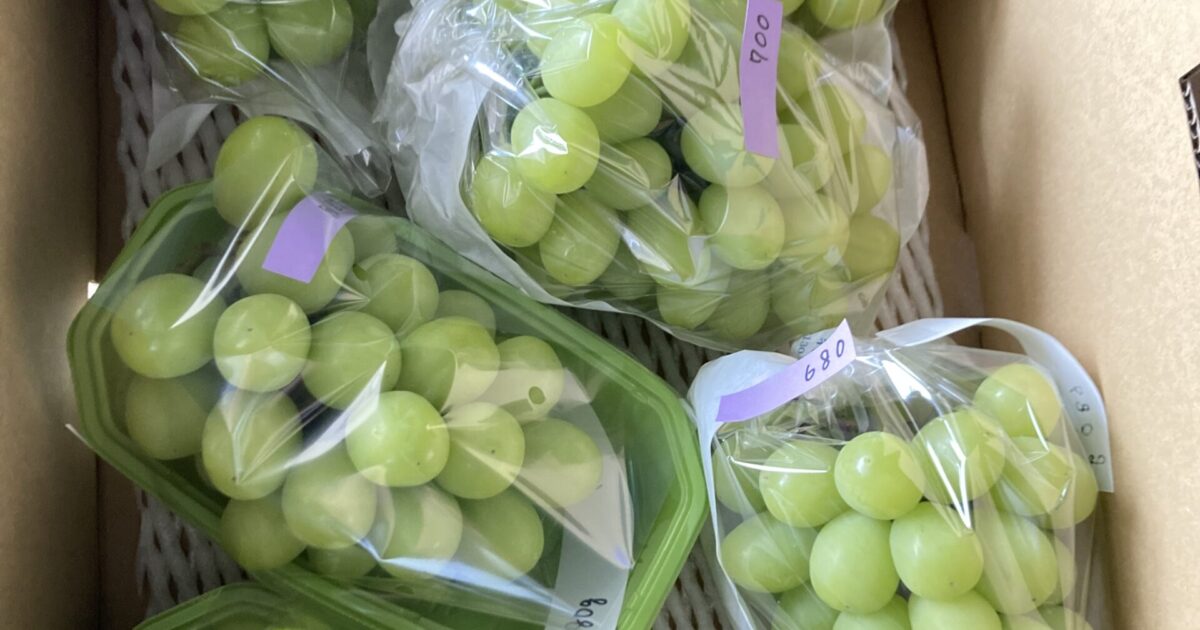 シャインマスカットの糖度について