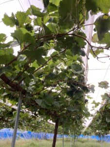 投稿についてもっと詳しく 収穫が終わりました