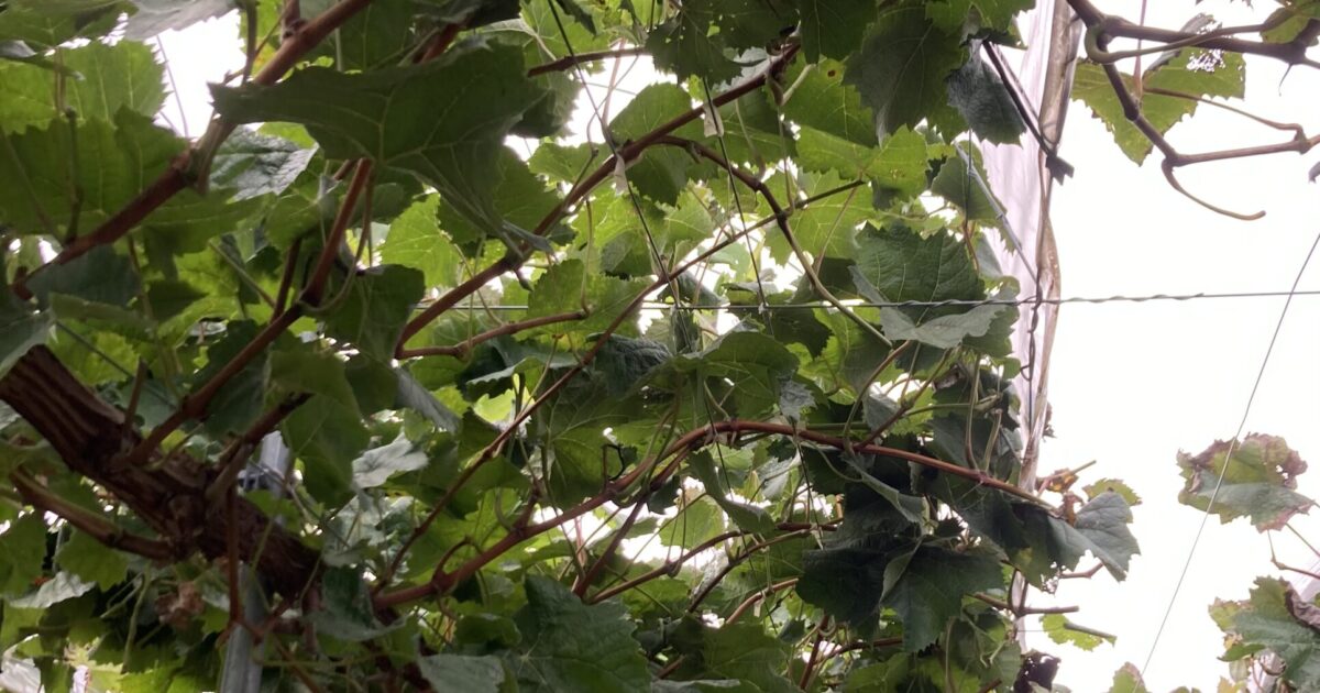 収穫が終わりました