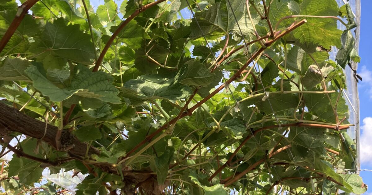 これから黄色くなっていきます