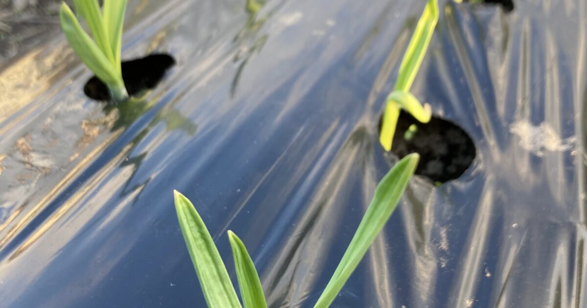 野菜始めました