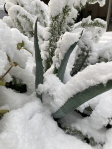 投稿についてもっと詳しく 雪が積もりました