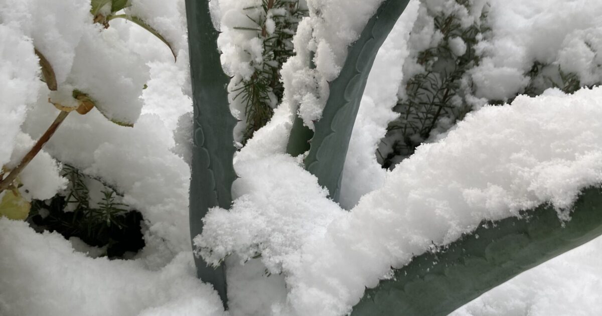 雪が積もりました
