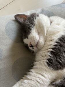 投稿についてもっと詳しく 年始から風邪です