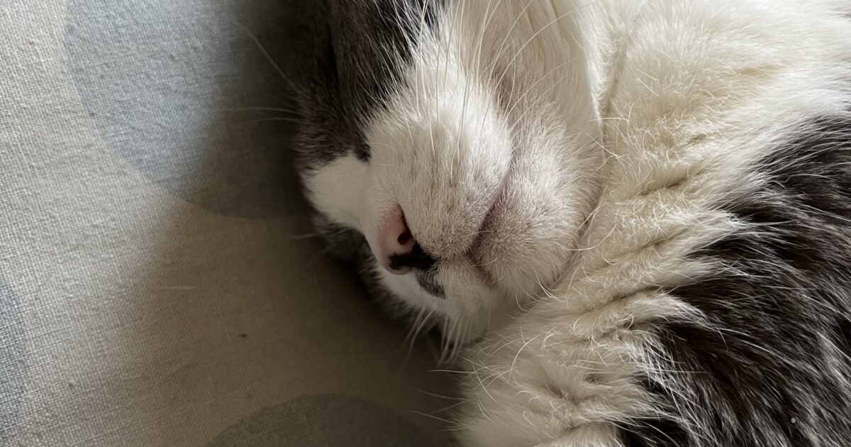 年始から風邪です