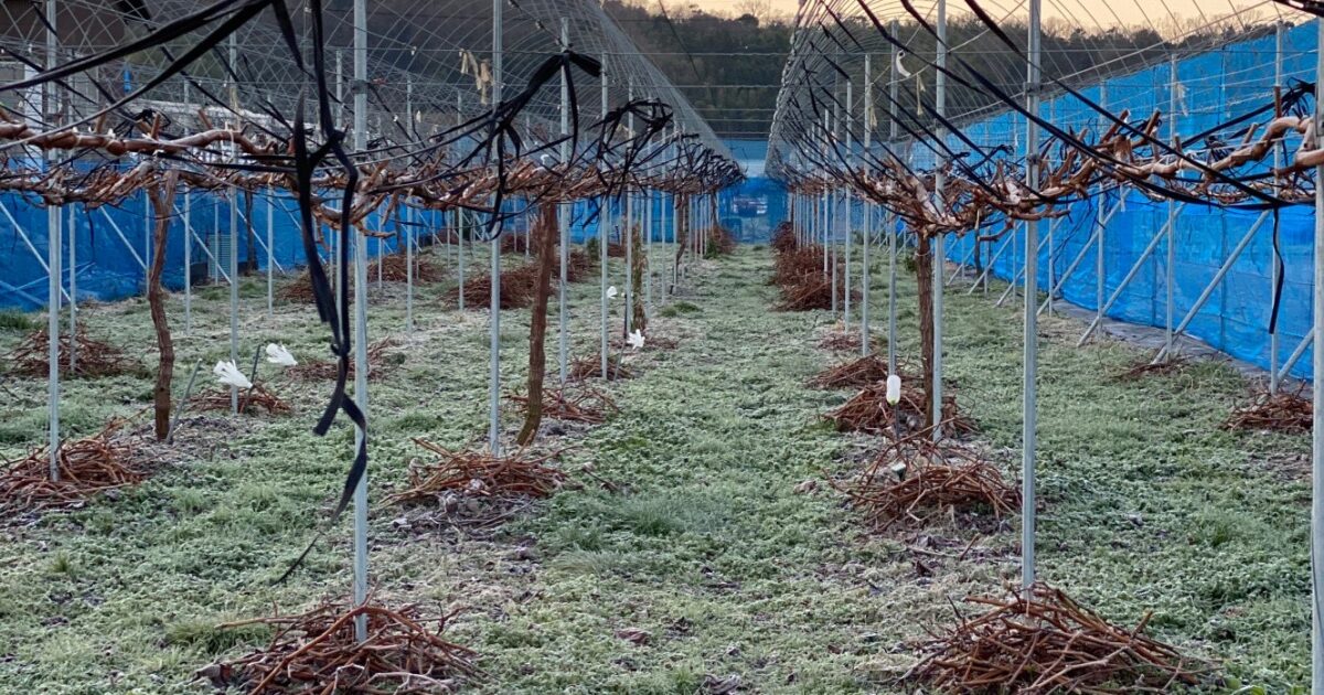 シャインマスカットの剪定の時期になりました