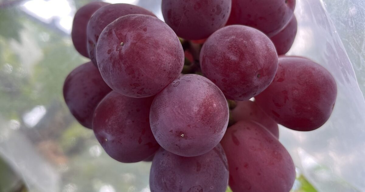 ぶどうの新品種試食してきました！