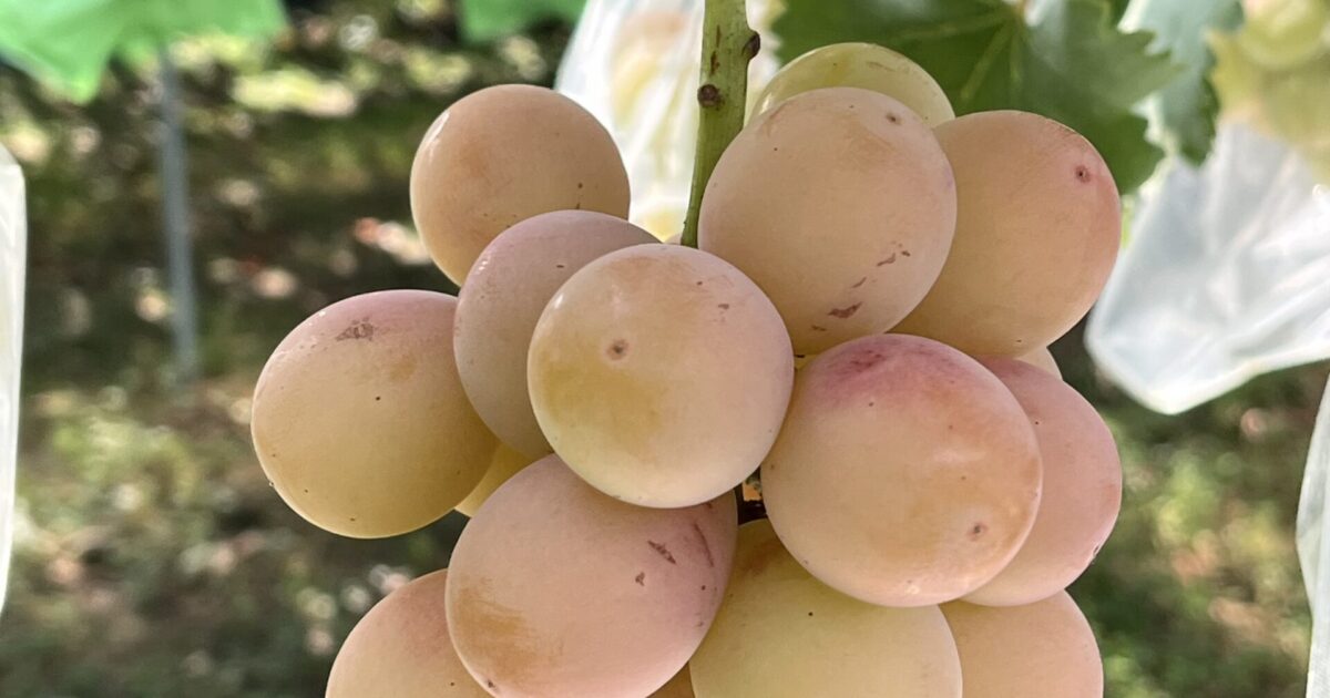 クイーンニーナが色付いてきました