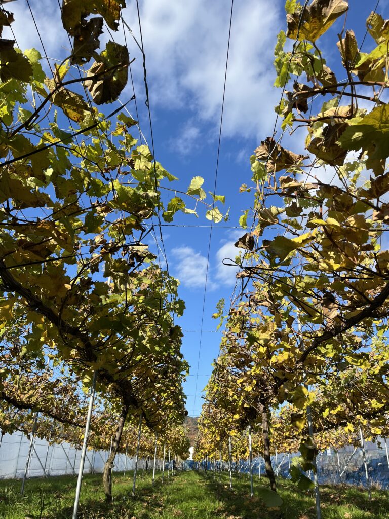 ぶどうの冬仕事