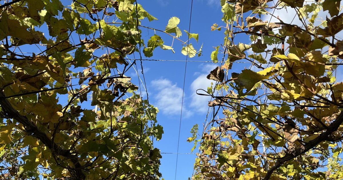 ぶどうの冬仕事