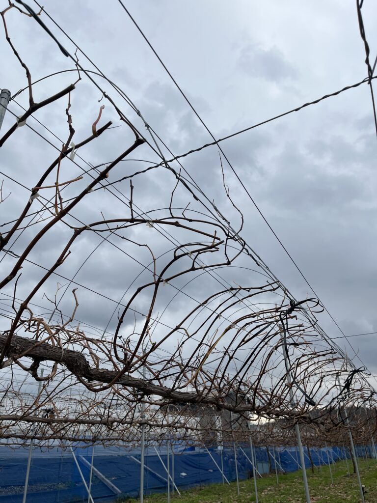 剪定が始まります