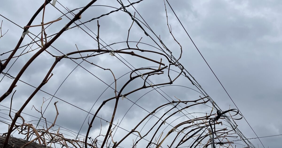 剪定が始まります