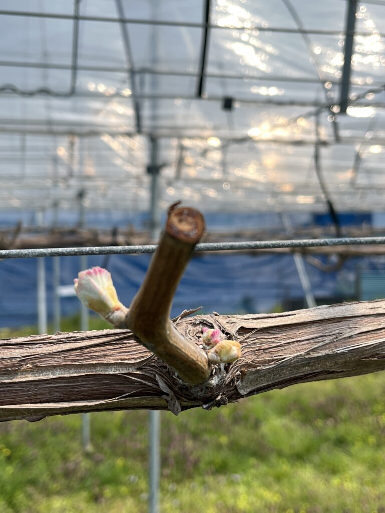 シャインマスカット4月の作業