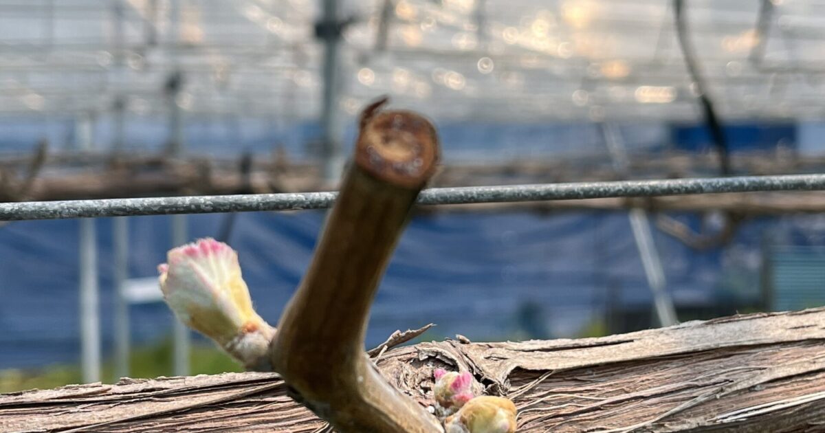 シャインマスカット4月の作業