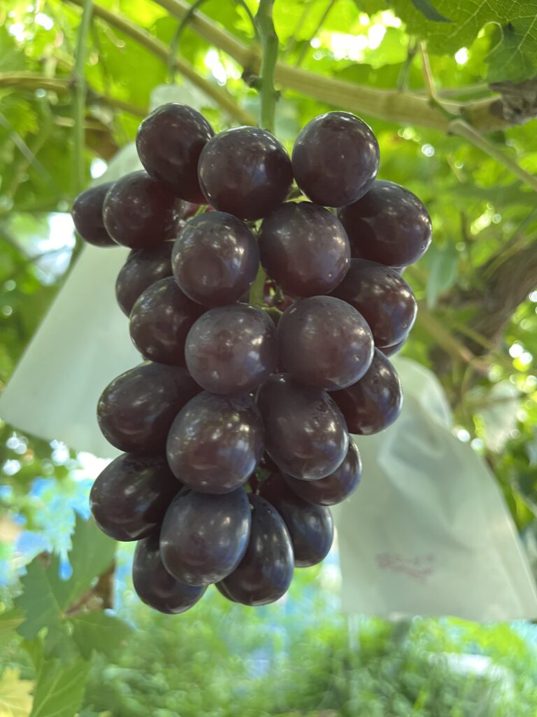 黒いシャインマスカット？