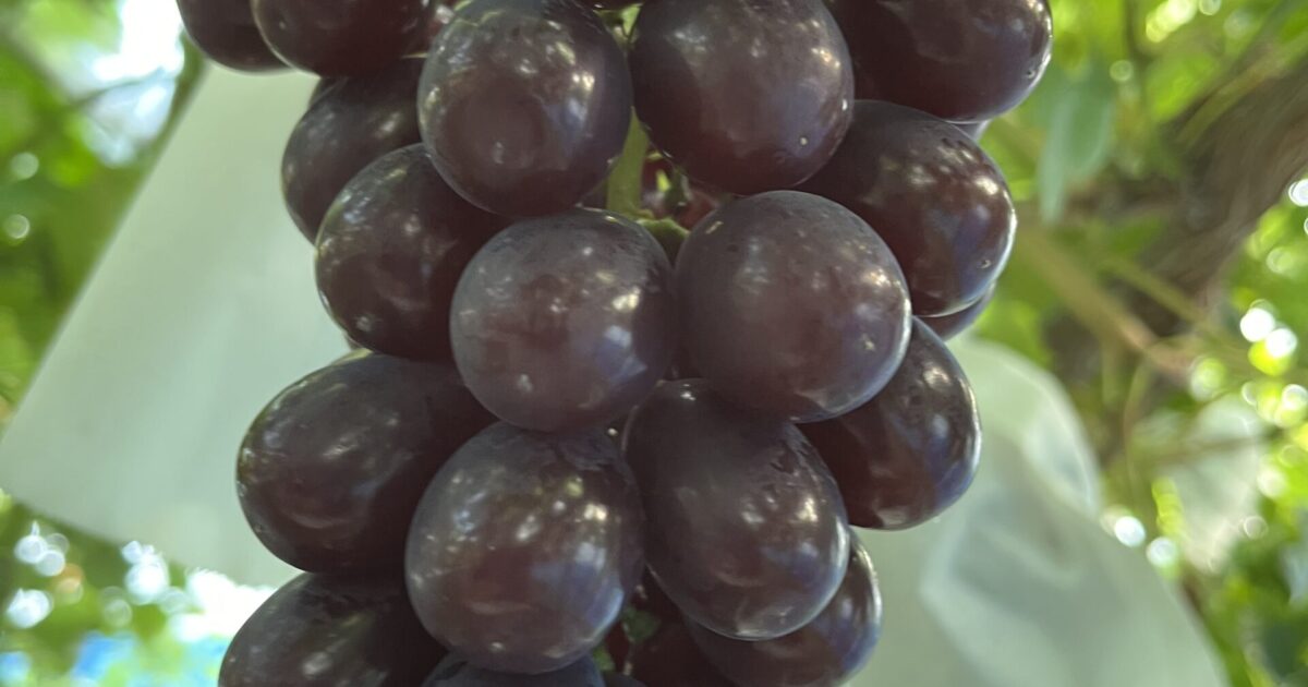 黒いシャインマスカット？