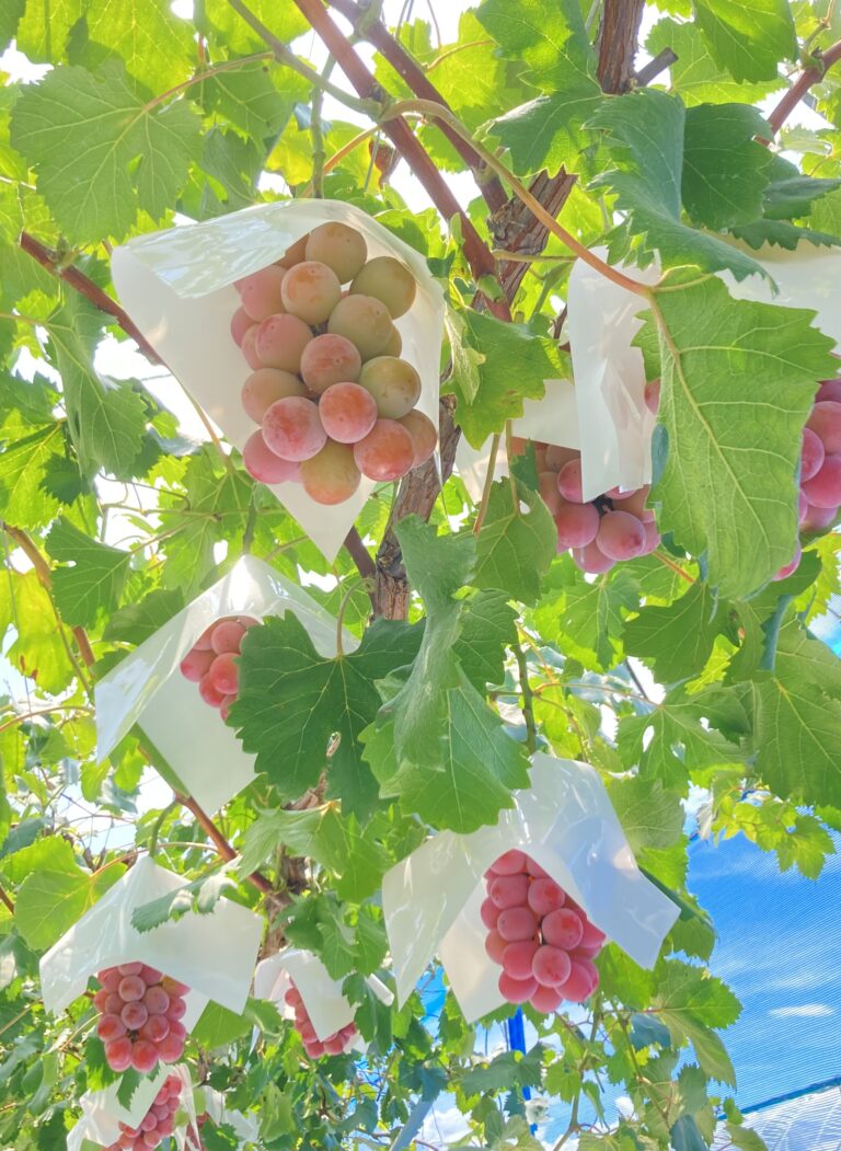 赤いぶどう増やしています