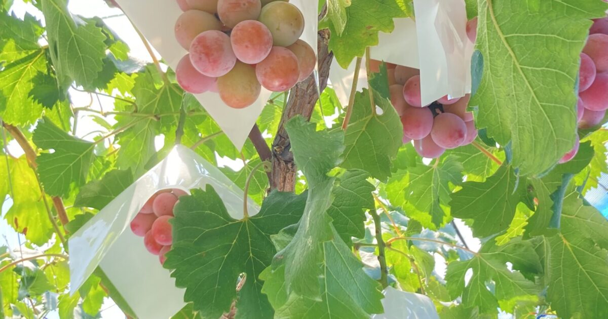 赤いぶどう増やしています